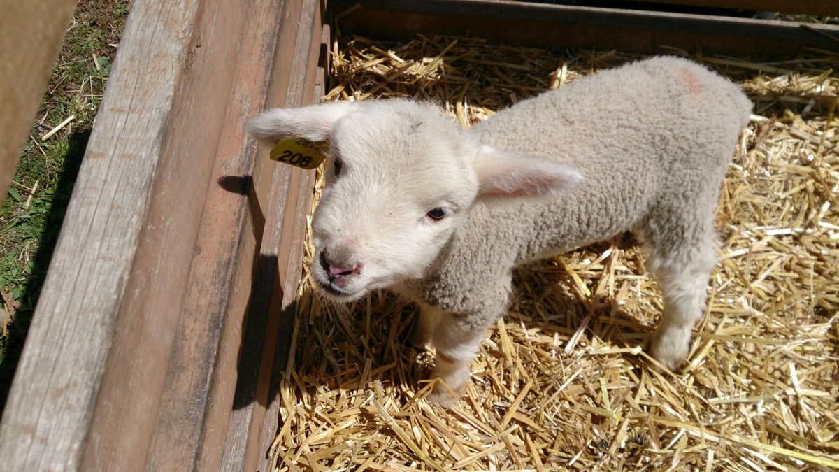 赤ちゃん羊、この目で見られたら…やられます。ミルクをあげました。